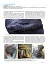 The Back to the Past Museum Guide to Trilobites II