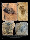The Back to the Past Museum Guide to Trilobites II
