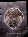 The Back to the Past Museum Guide to Trilobites II