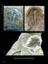The Back to the Past Museum Guide to Trilobites II