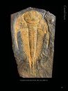 The Back to the Past Museum Guide to Trilobites II