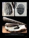 The Back to the Past Museum Guide to Trilobites II
