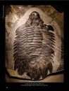 The Back to the Past Museum Guide to Trilobites II