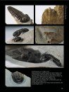 The Back to the Past Museum Guide to Trilobites II