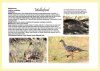 Birds of Millewa-Mallee