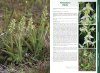 Orchids of Europe, North Africa and the Middle East