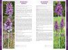 Orchids of Europe, North Africa and the Middle East