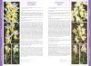 Orchids of Europe, North Africa and the Middle East