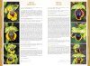 Orchids of Europe, North Africa and the Middle East