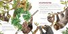 The Upside-Down Book of Sloths