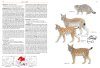 Field Guide to Mammals of Europe, North Africa and the Middle East