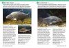 Field Guide to British Fish
