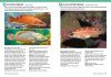Field Guide to British Fish