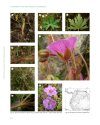 A Monograph of the Genus Geranium L. (Geraniaceae)