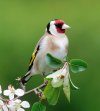 Les Chants des Oiseaux de Mon Jardin: Portraits et Chants de 30 Oiseaux du Jardin [The Songs of the Birds in My Garden: Portraits and Songs of 30 Garden Birds]