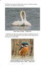 Birds of the Salcombe & Kingsbridge Estuary