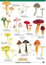Distinctive Grassland Fungi
