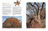 The Ways and Wonders of South African Trees