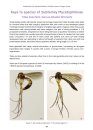 RES Handbook, Volume 9, Part 8: Fungus Gnats (Diptera: Mycetophilidae, Mycetophilinae)