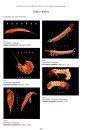 RES Handbook, Volume 4, Part 1a: British Coleoptera Larvae