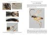 RES Handbook, Volume 7, Part 12: Ichneumonid Wasps (Hymenoptera: Ichneumonidae)