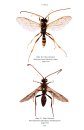 RES Handbook, Volume 7, Part 4: The Banchine Wasps (Ichneumonidae: Banchinae) of the British Isles