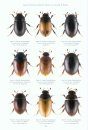 RES Handbook, Volume 4, Part 5b: Keys to Adults of the Water Beetles of Britain and Ireland (Part 2)