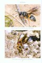 RES Handbook, Volume 6, Part 6: The Vespoid Wasps (Tiphiidae, Mutillidae, Sapygidae, Scoliidae and Vespidae) of the British Isles