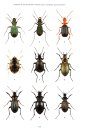 RES Handbook, Volume 4, Part 2: The Carabidae (Ground Beetles) of Britain and Ireland