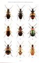 RES Handbook, Volume 4, Part 2: The Carabidae (Ground Beetles) of Britain and Ireland