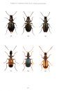 RES Handbook, Volume 4, Part 2: The Carabidae (Ground Beetles) of Britain and Ireland