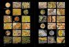 Lichens of Ireland & Great Britain: A Visual Guide to Their Identification (2-Volume Set)