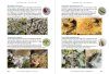 Lichens of Ireland & Great Britain: A Visual Guide to Their Identification (2-Volume Set)