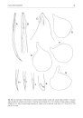 Fauna of New Zealand, No 83: Root-Knot Nematodes (Meloidogyne spp.) (Nematoda: Rhabditida, Meloidogynidae)