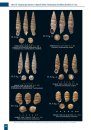 Type Specimens of Land Snails Described by R. T. Lowe from Macaronesia