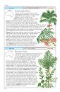 Cronin's Key Guide to Australian Rainforest Plants