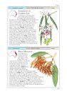 Cronin's Key Guide to Australian Rainforest Plants