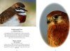 Australian Birds in Pictures (Compact Edition)