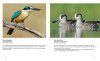 Australian Birds in Pictures (Compact Edition)