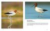 Australian Birds in Pictures (Compact Edition)