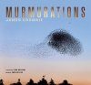 Murmurations