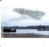Murmurations