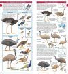 Compact Field Guide to Australian Birds