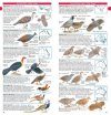 Compact Field Guide to Australian Birds