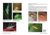 A Field Guide to Insects in Australia