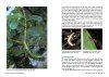 A Field Guide to Insects in Australia