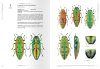 Jewel Beetles of Taiwan, Volume 2
