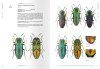 Jewel Beetles of Taiwan, Volume 2