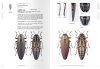 Jewel Beetles of Taiwan, Volume 2
