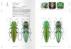 Jewel Beetles of Taiwan, Volume 2